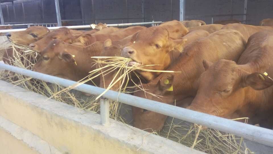   育肥肉牛，牛犊，牛苗该如何饲养呢？